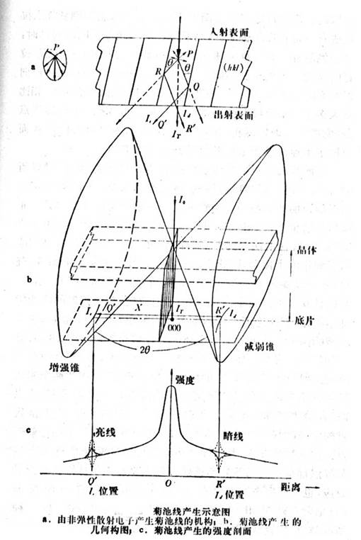 菊池花样图片